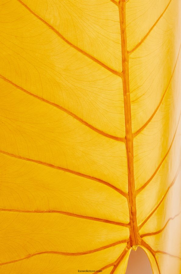 Loewe moterys alokazijos lapų viršūnė ryškiai oranžinė BZ26XN860
